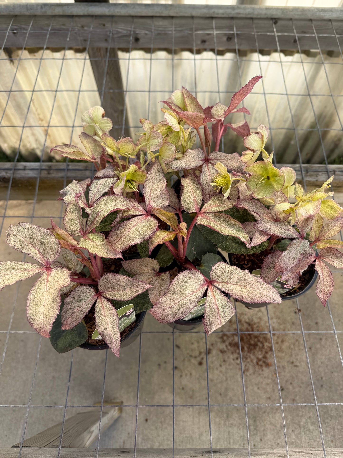 Variegated Snow Rose Helleborus ‘HGC Snow Fever’ – Quart Pot