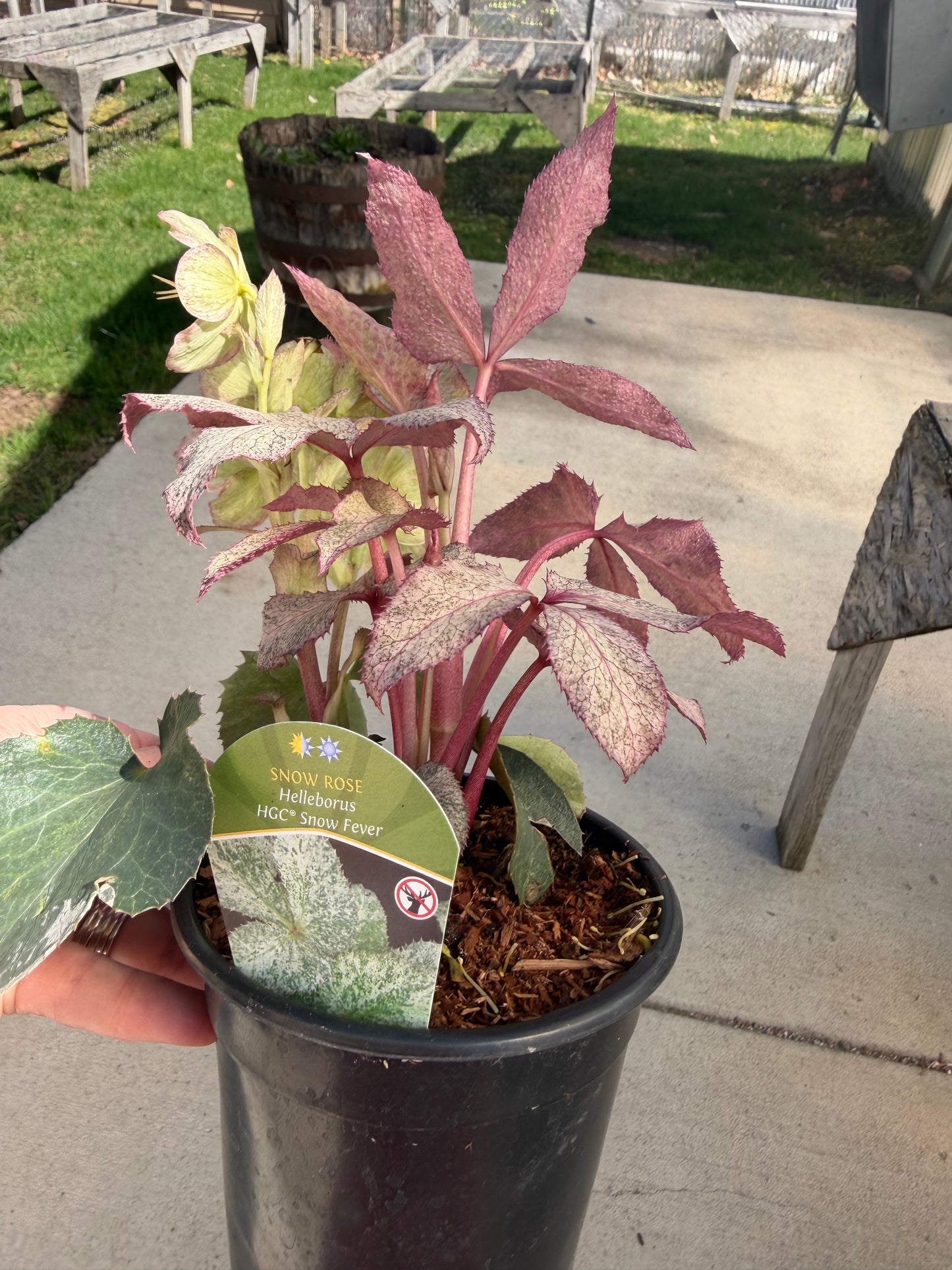 Variegated Snow Rose Helleborus ‘HGC Snow Fever’ – Quart Pot