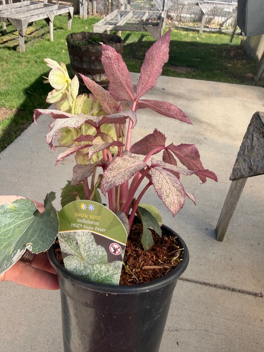 Variegated Snow Rose Helleborus ‘HGC Snow Fever’ – Quart Pot