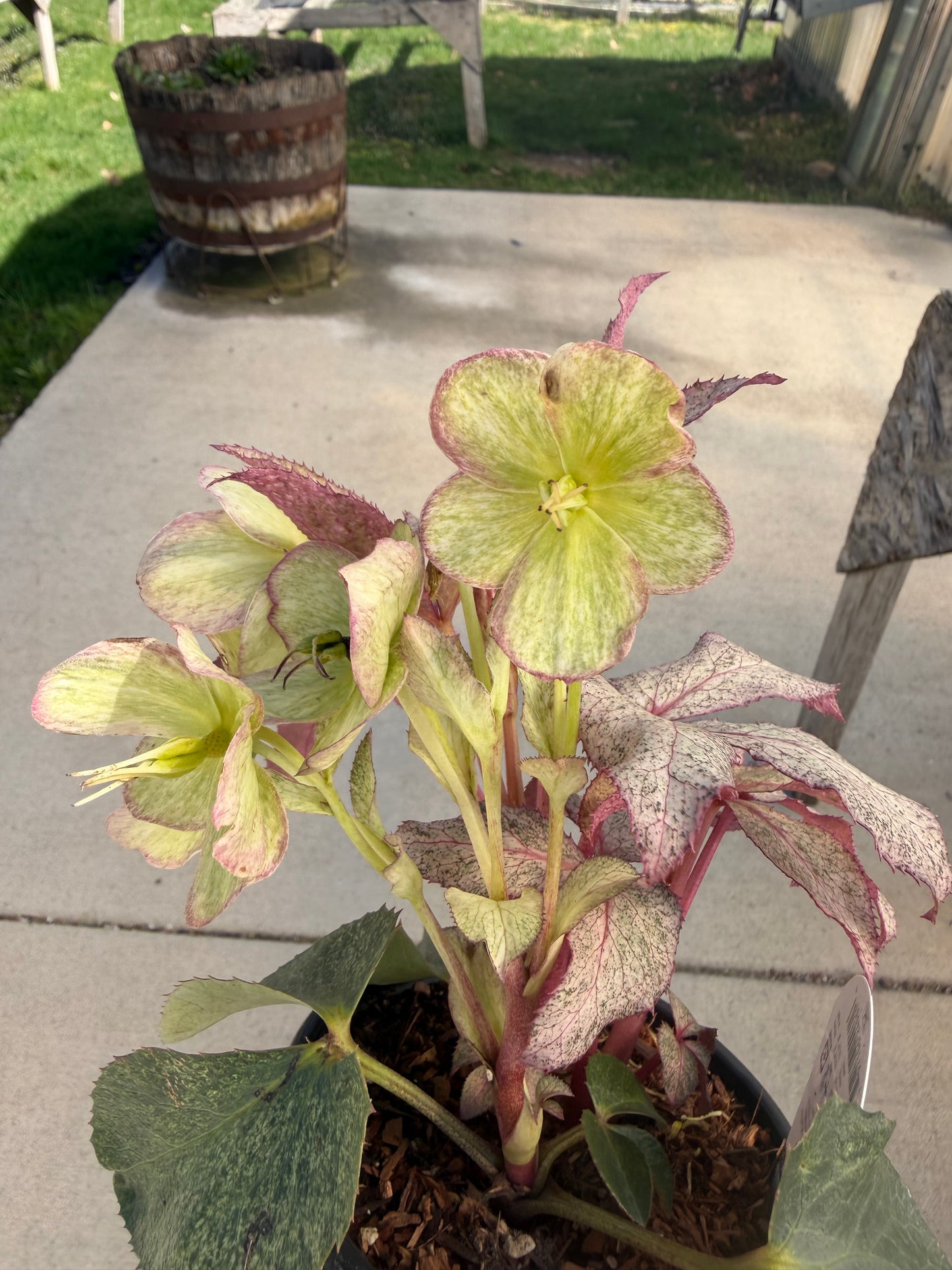 Variegated Snow Rose Helleborus ‘HGC Snow Fever’ – Quart Pot