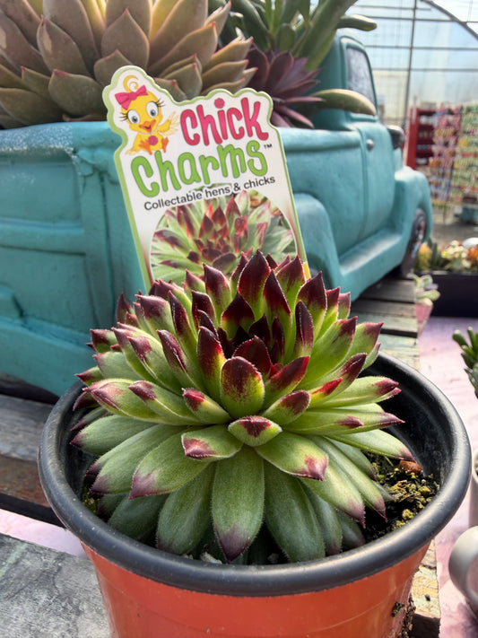 Chick Charms® Apple Teaser Sempervivum – Hardy Hens & Chicks Succulent (Zones 4–8)