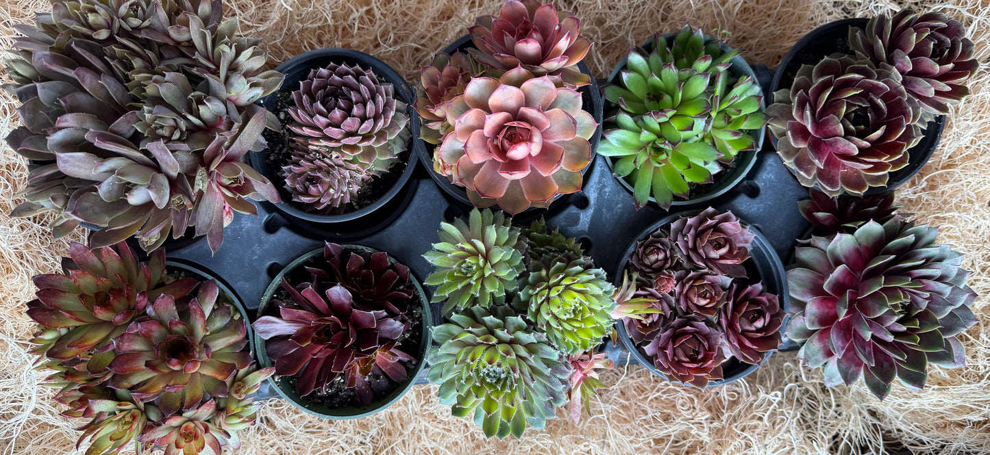 Cold Hardy Succulents 6-Pack Assorted Hen and Chicks plants (Growers Choice) - 4" pots