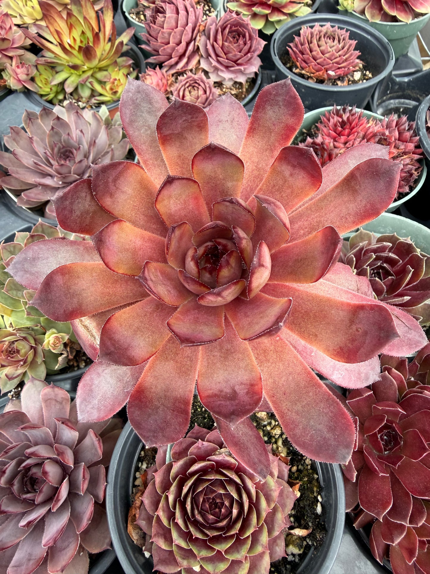 Cold Hardy Succulents 6-Pack Assorted Hen and Chicks plants (Growers Choice) - 4" pots