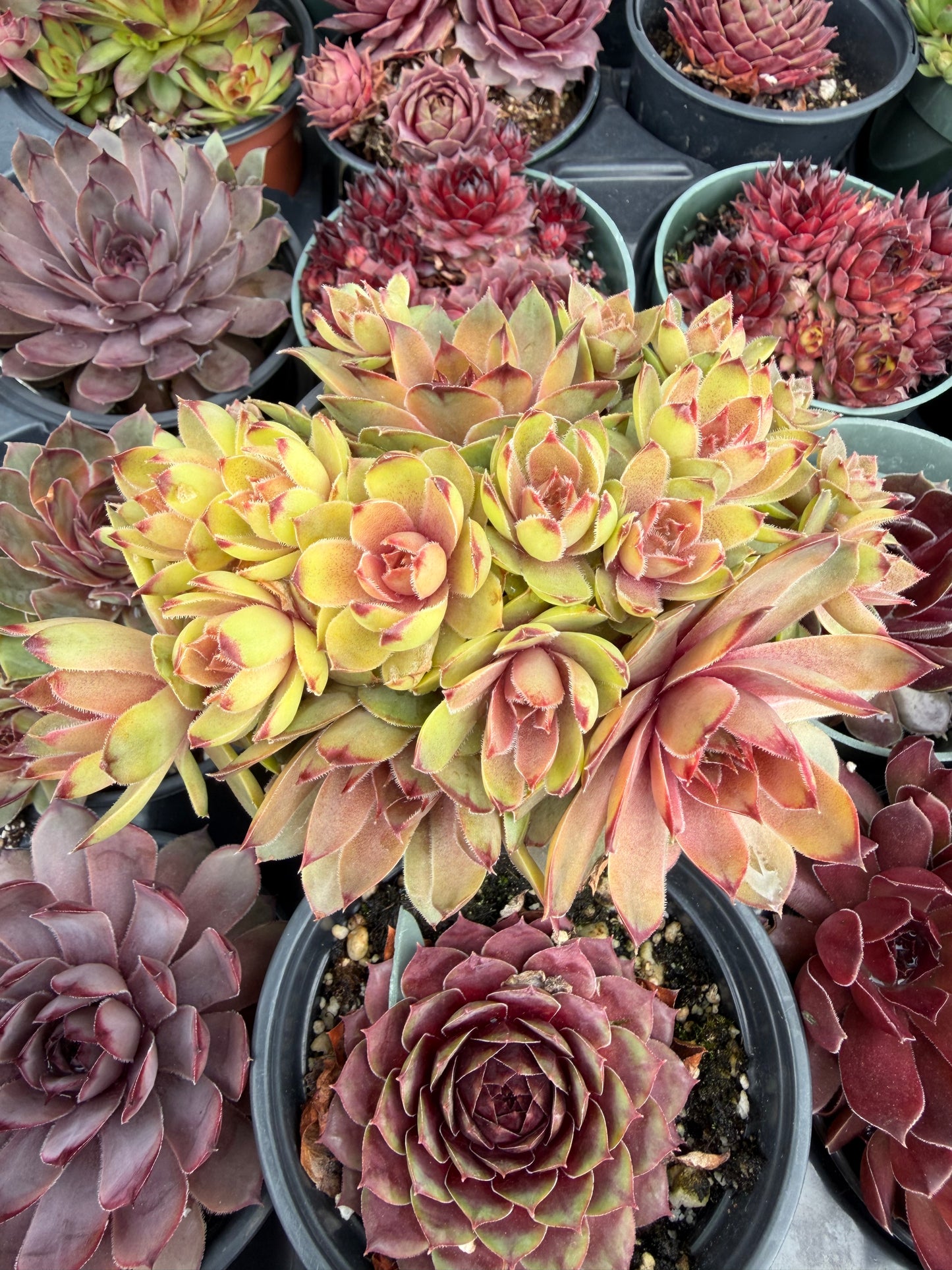 Cold Hardy Succulents 10-Pack Assorted Hens & Chicks – 4 Inch Pots