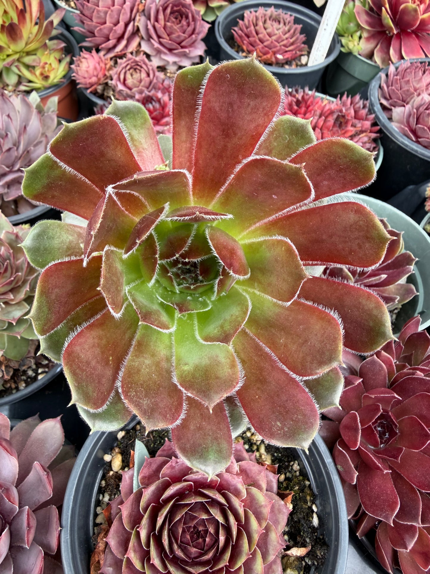 Cold Hardy Succulents 6-Pack Assorted Hen and Chicks plants (Growers Choice) - 4" pots