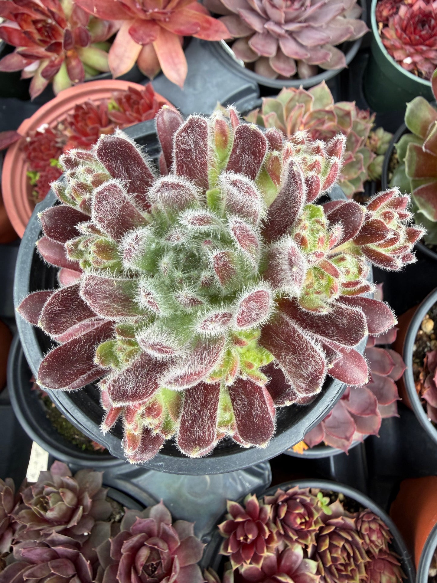 Cold Hardy Succulents 6-Pack Assorted Hen and Chicks plants (Growers Choice) - 4" pots