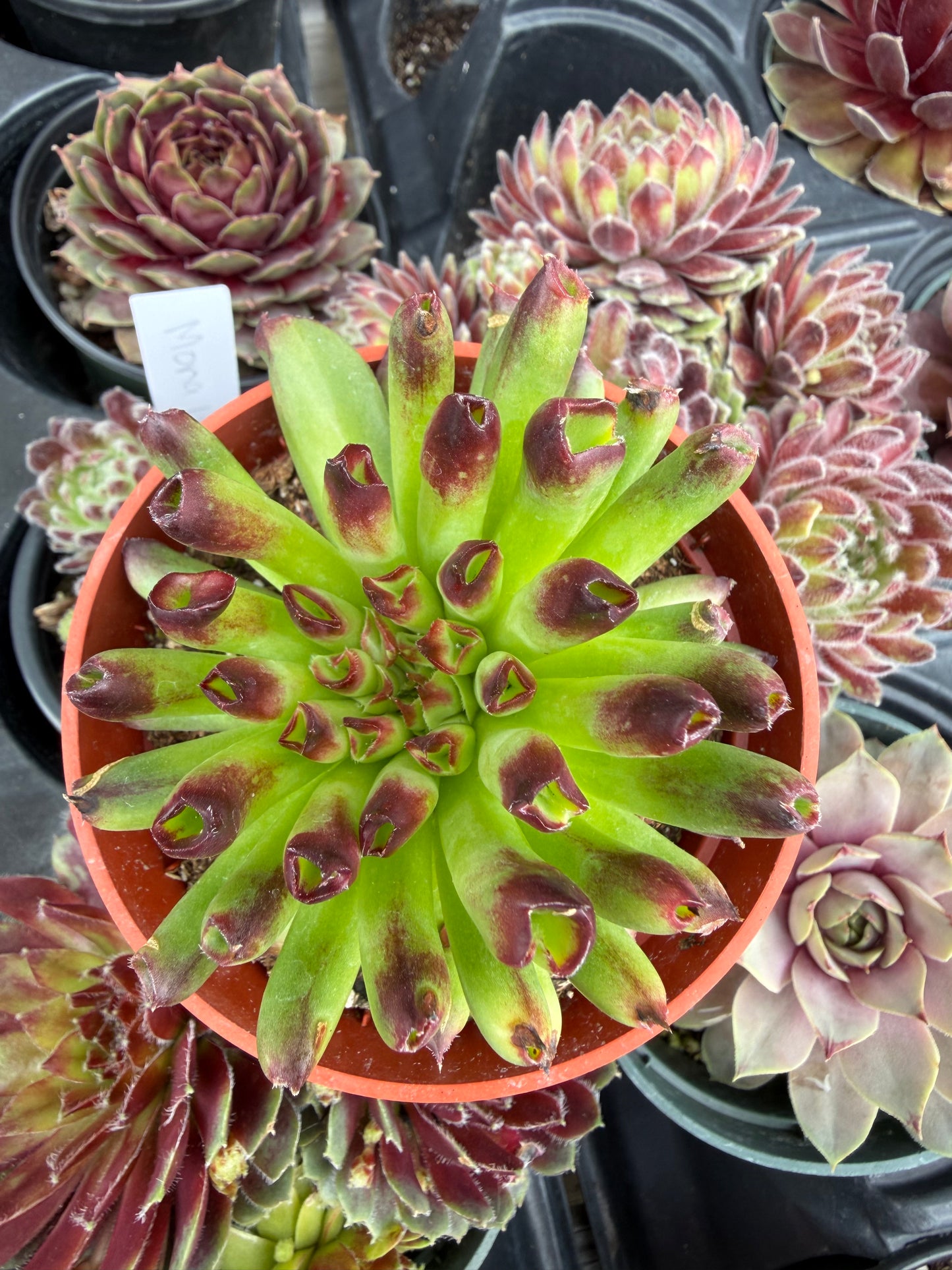 Cold Hardy Succulents 10-Pack Assorted Hens & Chicks – 4 Inch Pots