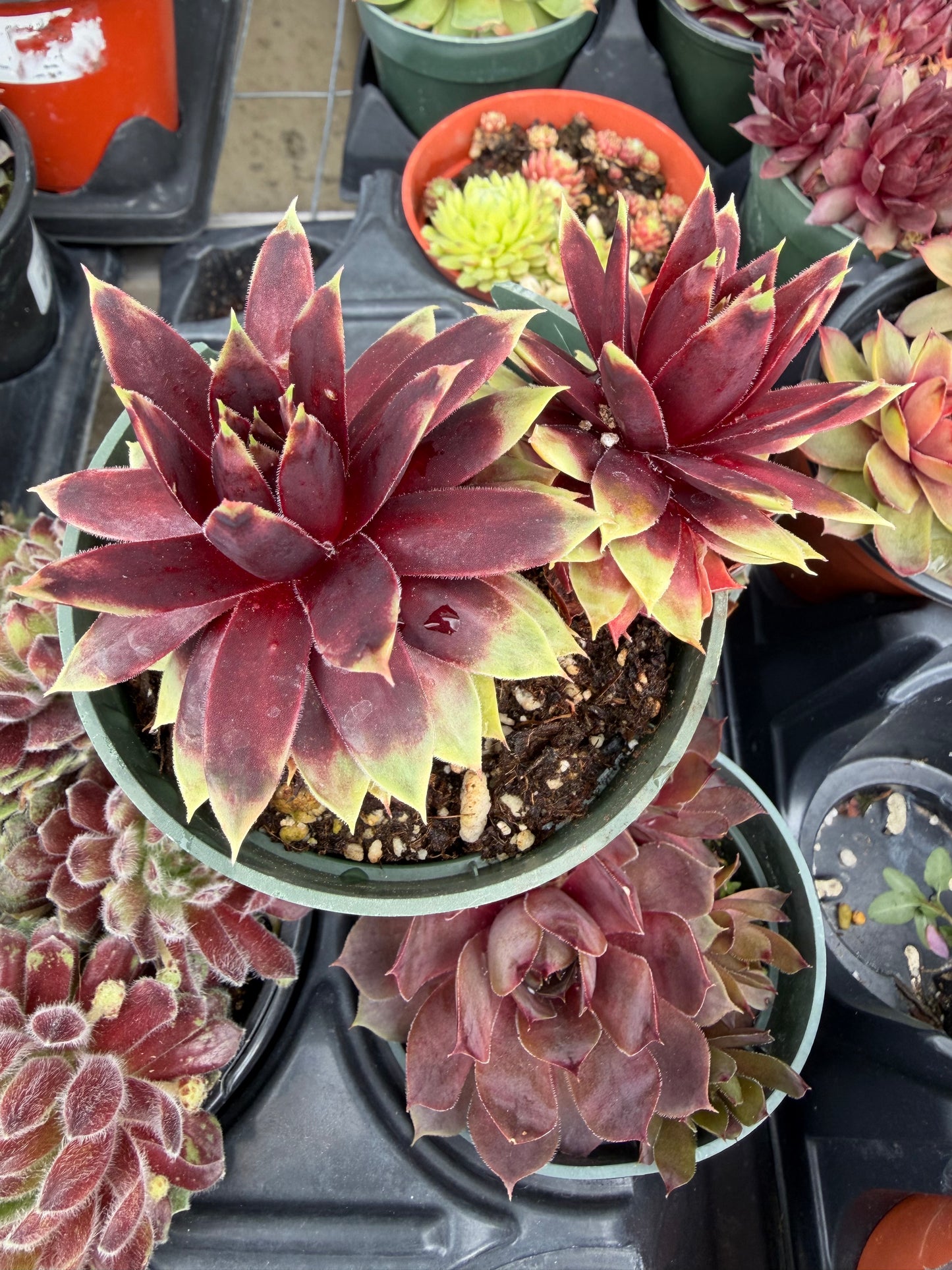 Cold Hardy Succulents 6-Pack Assorted Hen and Chicks plants (Growers Choice) - 4" pots