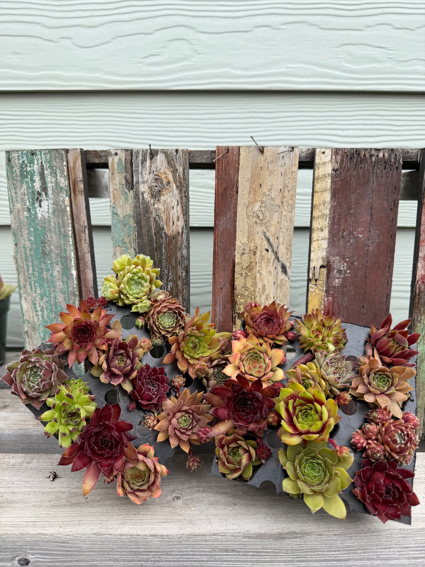 36 Assorted Mini Succulent Plants (3 Dozen) - Hand Selected Live Succulents