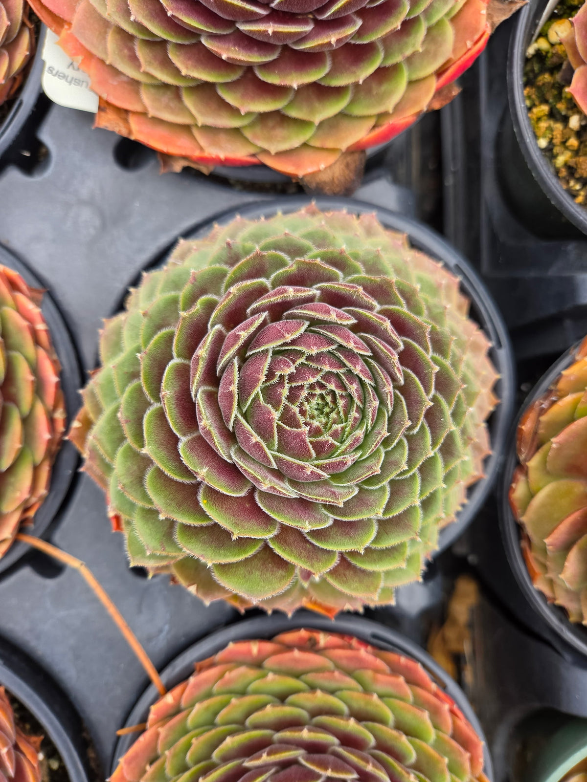 Director Jacobs Sempervivum Hens & Chicks Succulent - 4" pot