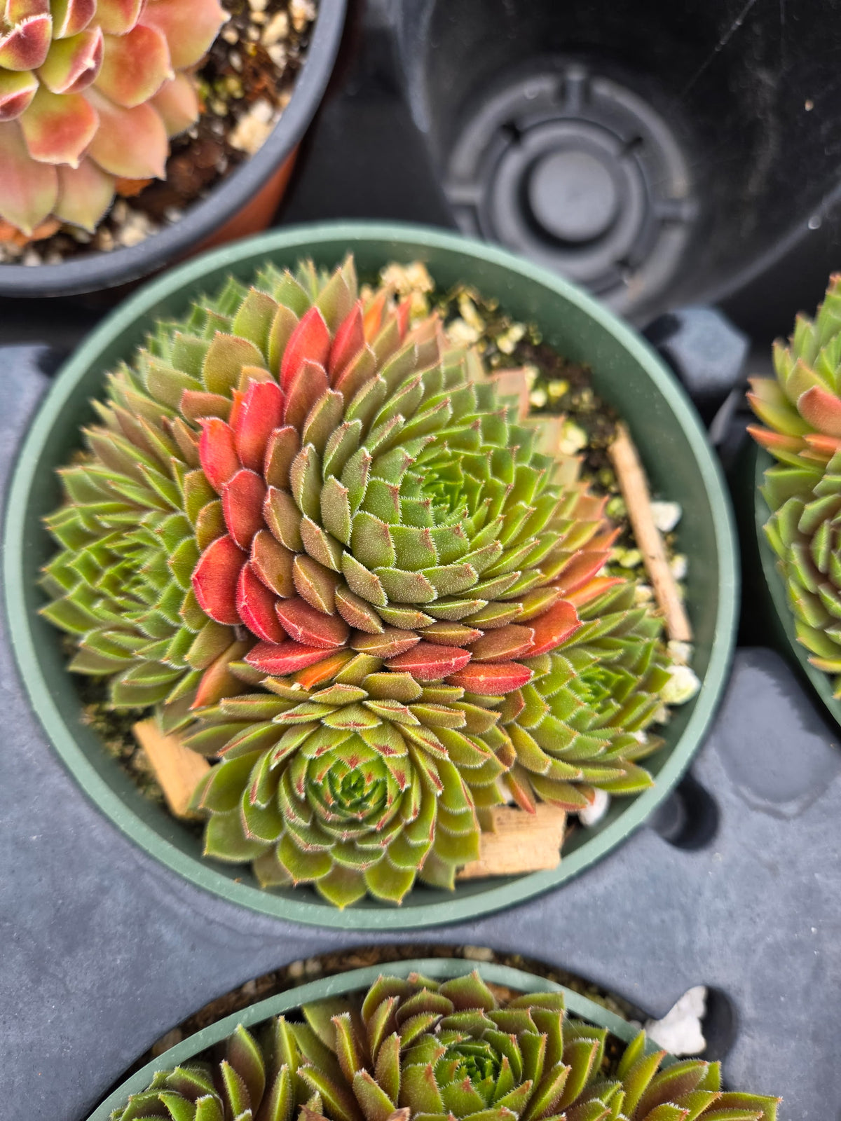 Sempervivum 'Aglow' | Hardy Red Hens & Chicks Succulent