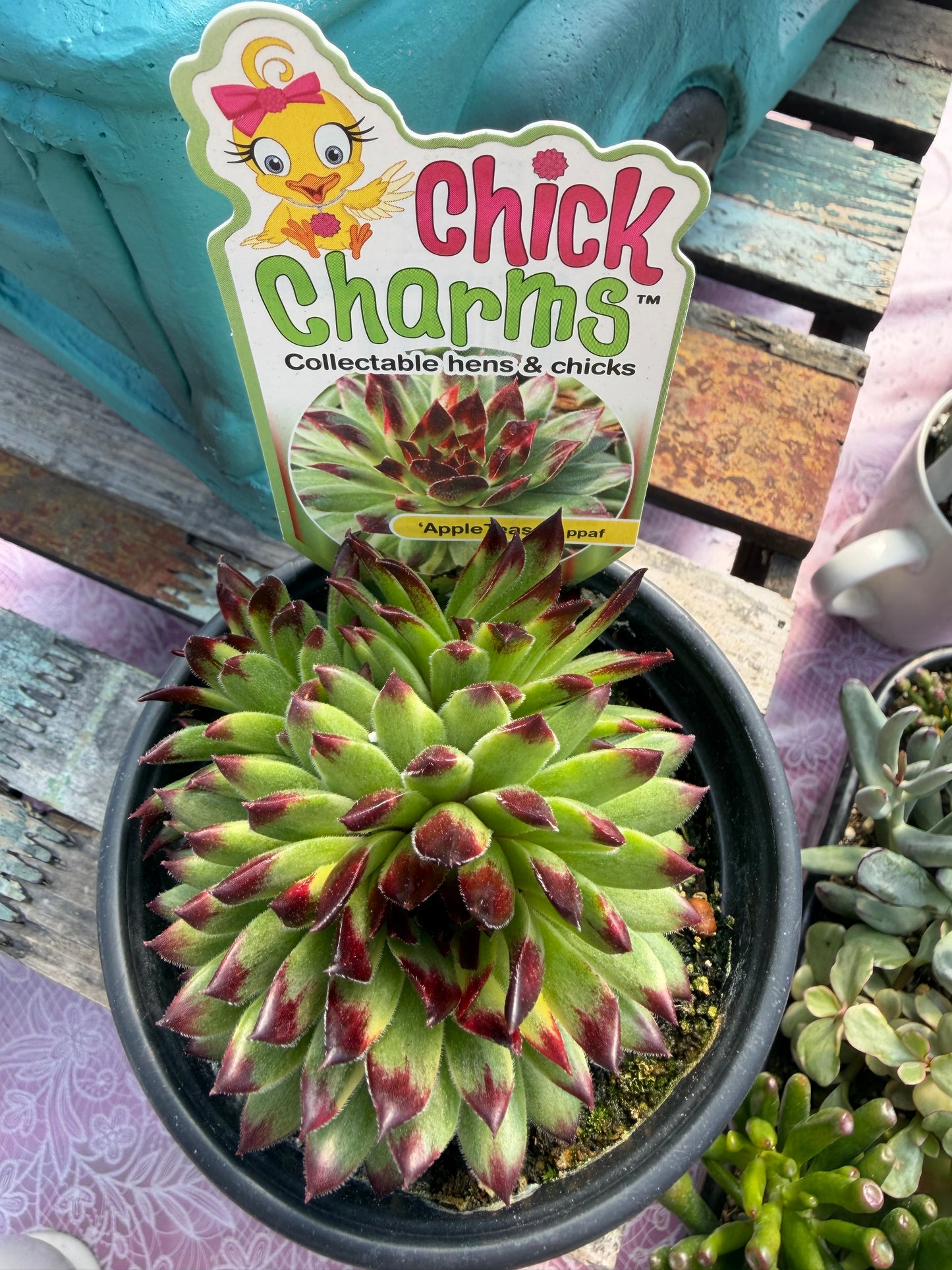 Chick Charms® Apple Teaser Sempervivum – Hardy Hens & Chicks Succulent (Zones 4–8)