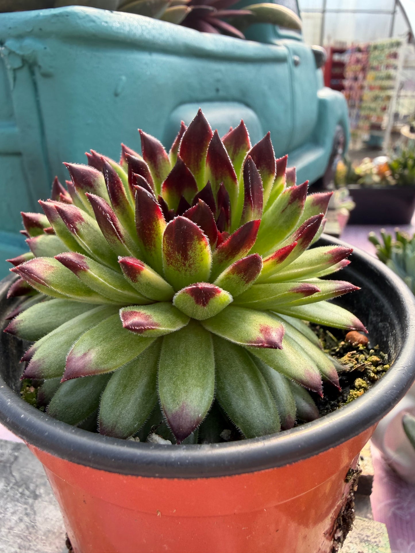 Chick Charms® Apple Teaser Sempervivum – Hardy Hens & Chicks Succulent (Zones 4–8)