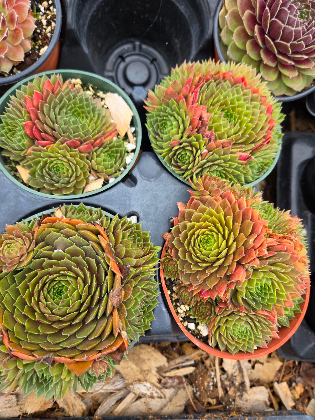 Sempervivum 'Aglow' | Hardy Red Hens & Chicks Succulent