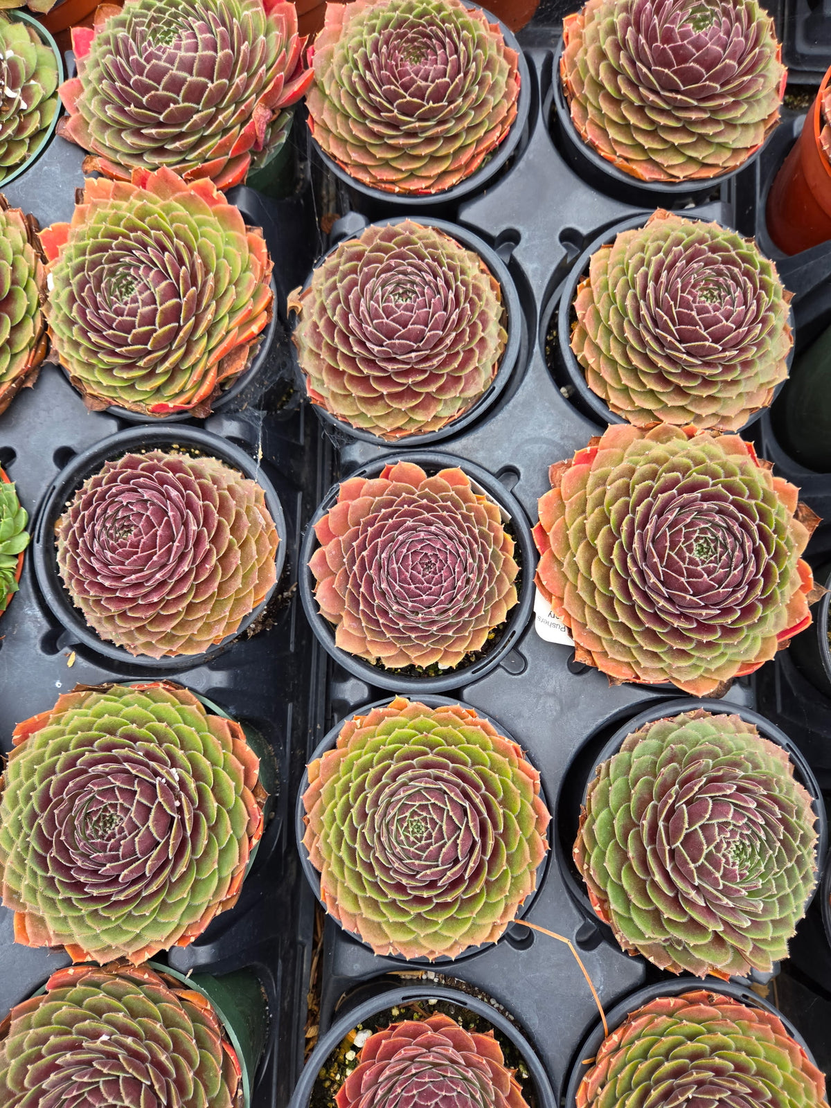 Director Jacobs Sempervivum Hens & Chicks Succulent - 4" pot