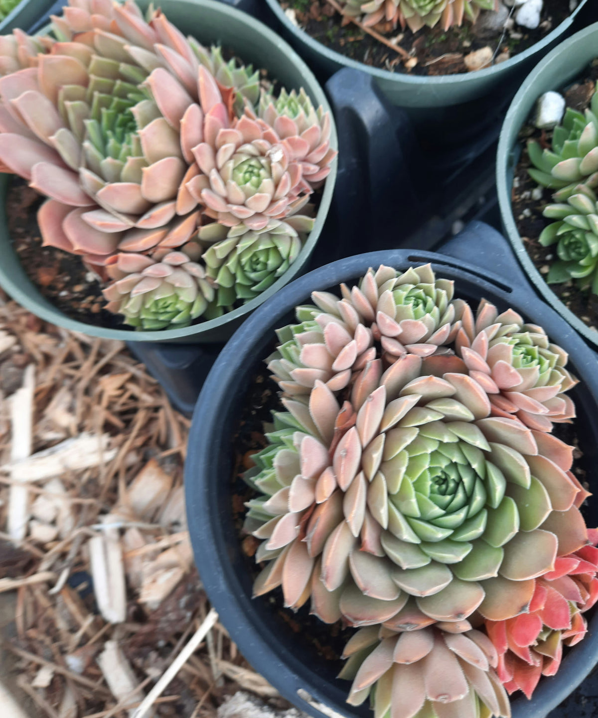 Ineke Sempervivum Hens & Chicks Succulent - 4" pot
