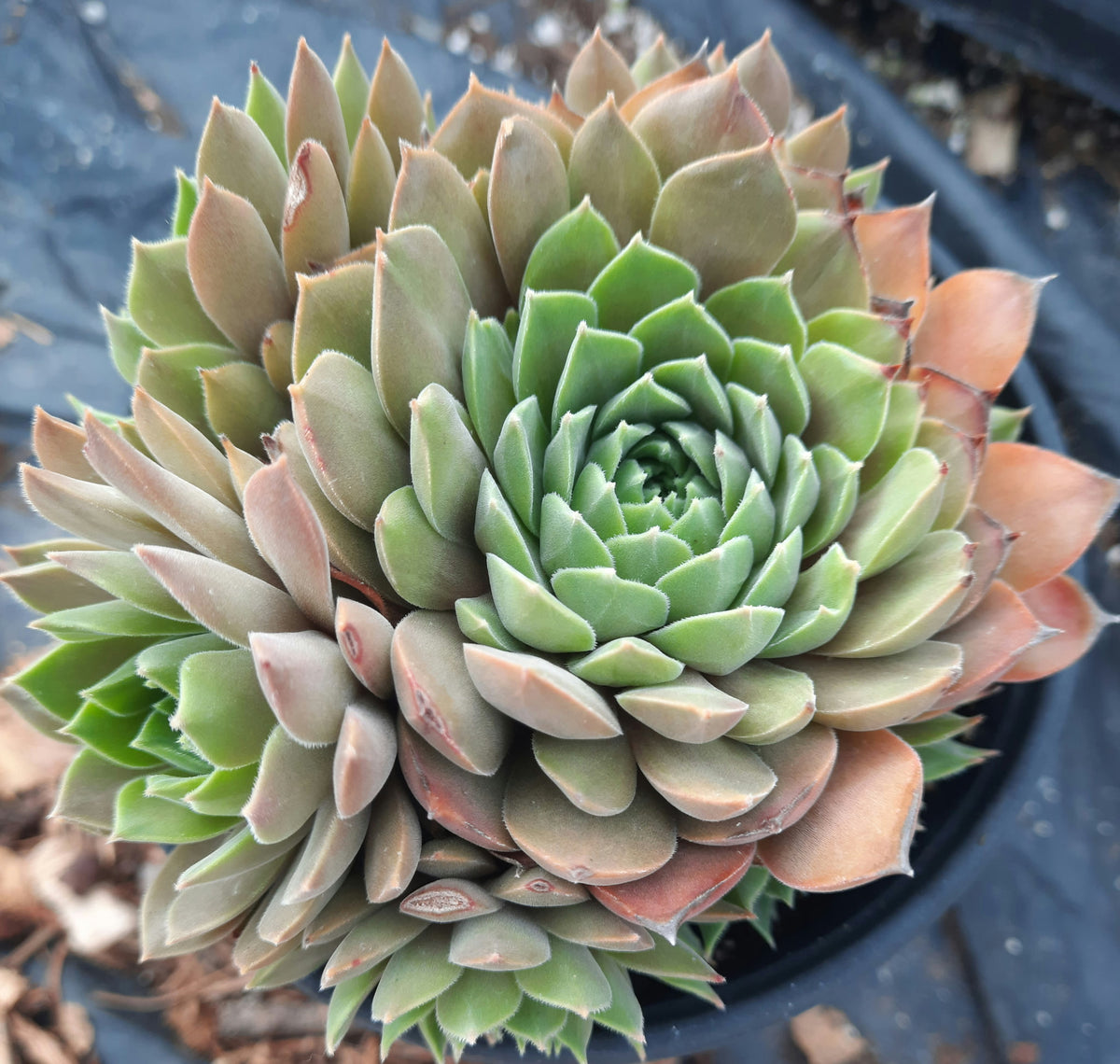 Ineke Sempervivum Hens & Chicks Succulent - 4" pot