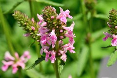 Pink Cotton Candy Betony - Stachys Officinalis Plant - 1 gallon pot