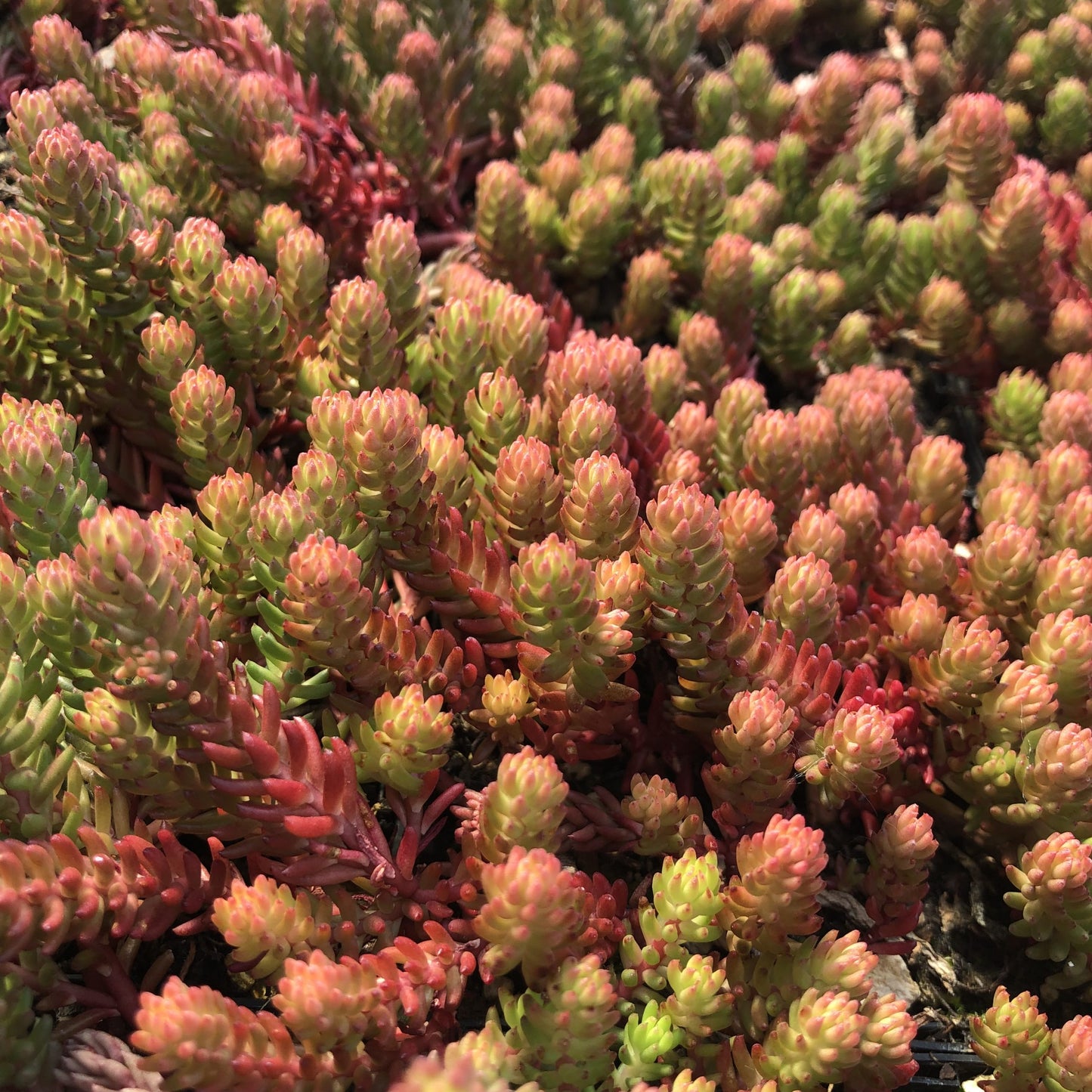 Sedum 'Red Wiggle' Stonecrop, 4" Pot Live Plant