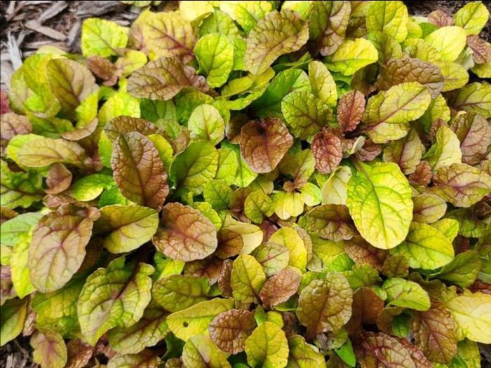 Ajuga Feathered Friends 'Parrot Paradise', 4" Pot Live Plant