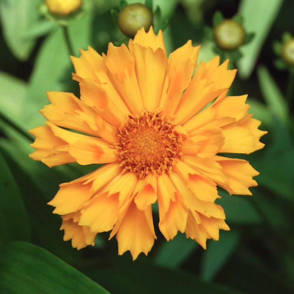 Coreopsis 'Jethro Tull' Tickseed, 1 Quart Pot Live Plant