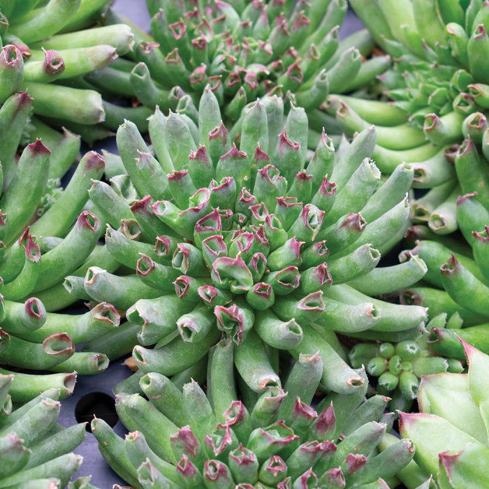 Sempervivum 'Oddity' Hens & Chicks, 4" Pot Live Plant