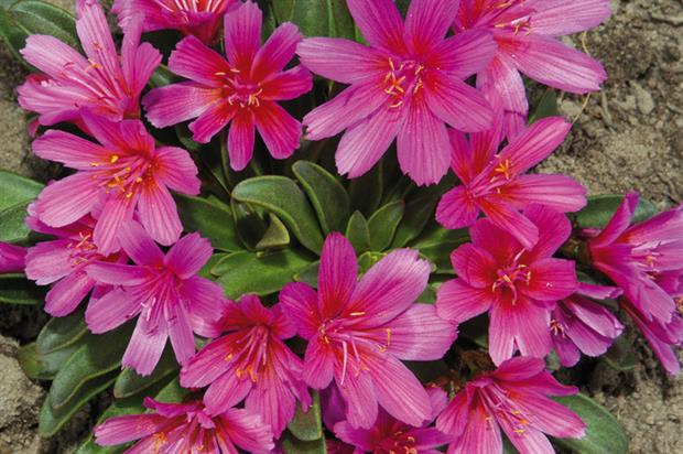 Little Raspberry Bitterroot - Lewisia Longipetala Succulent Plant - 1 quart pot