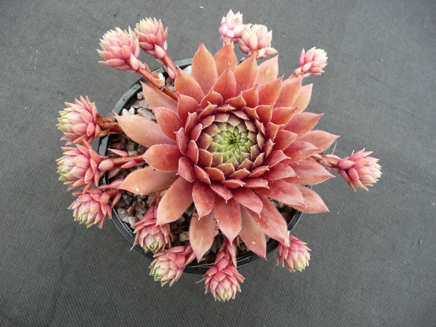 Sempervivum 'Faramir' Chicks & Hens, 4" Pot Live Plant