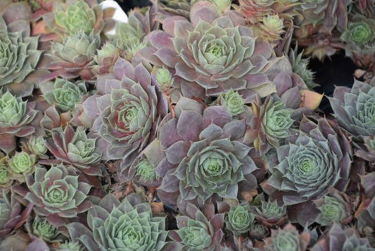 Sempervivum 'Silverine' Chicks & Hens, 4" Pot Live Plant