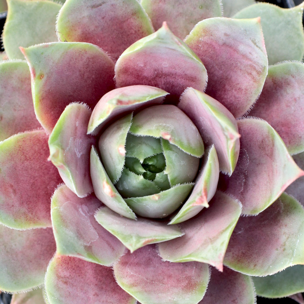 Lilac Time Succulent - Hens & Chicks Houseleek Sempervivum Plant - 4 inch pot