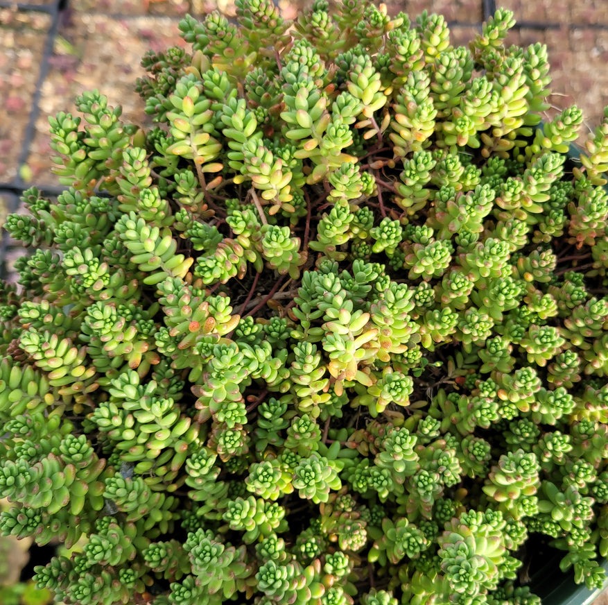 Sedum Album 'Athoum' Stonecrop, 4" Pot Live Plant