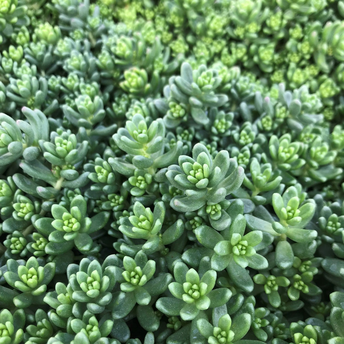 Sedum Album 'Athoum' Stonecrop, 4" Pot Live Plant