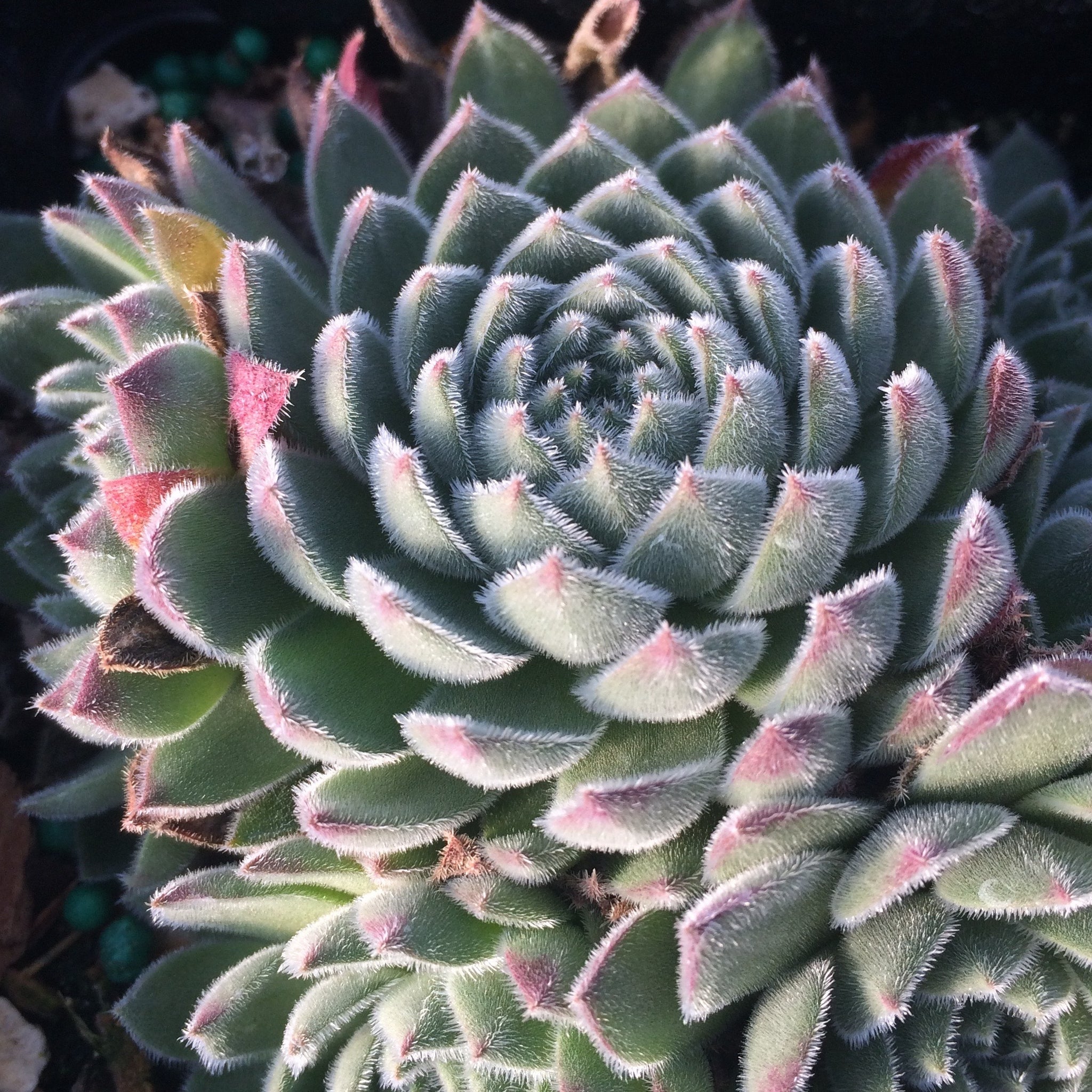 Sempervivum 'Soft Line' Hens & Chicks, 4" Pot Live Plant