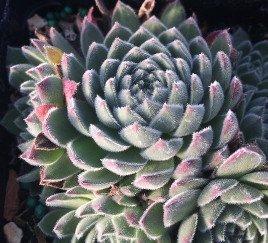 Sempervivum 'Soft Line' Hens & Chicks, 4" Pot Live Plant