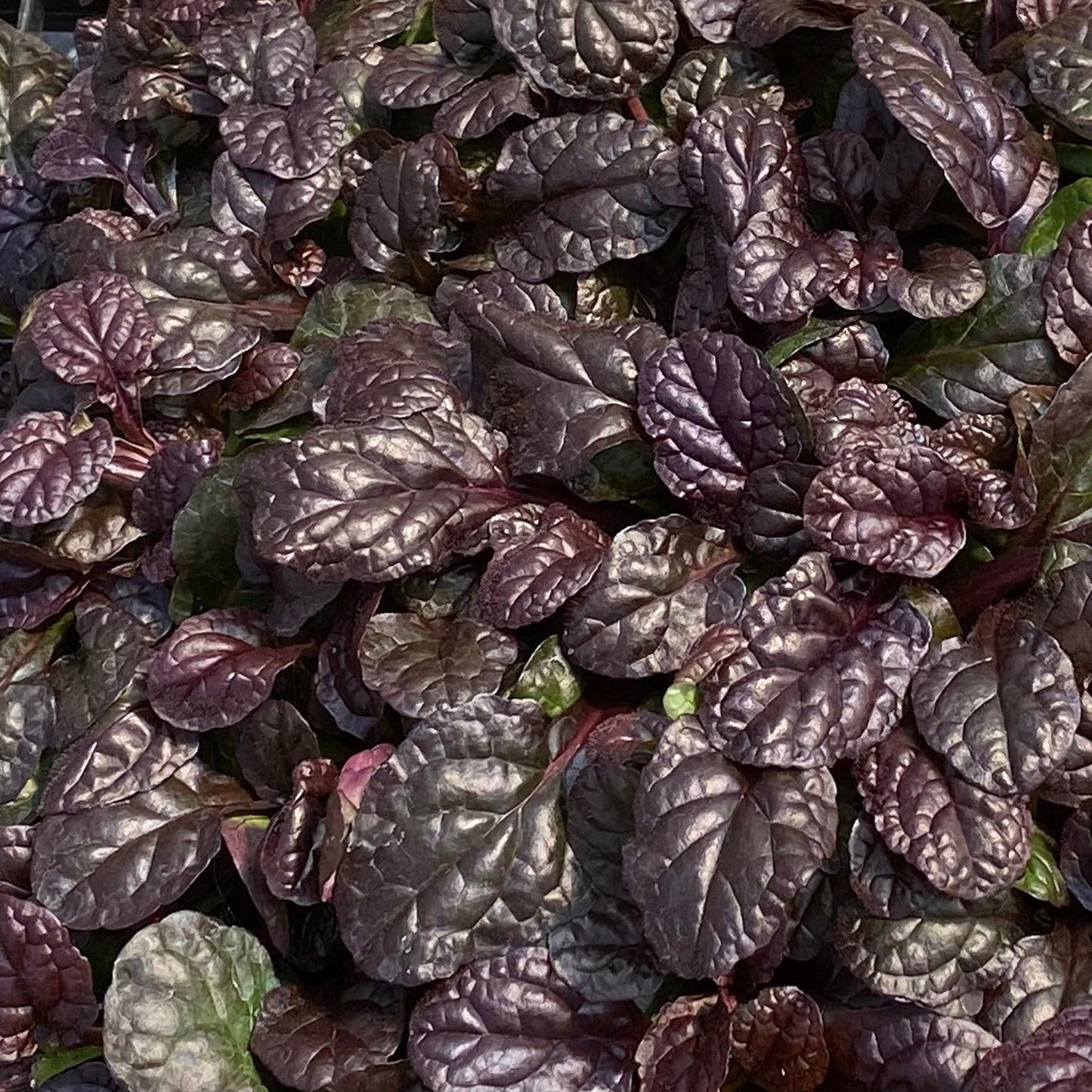 Ajuga Feathered Friends 'Fierce Falcon', 4" Pot Live Plant