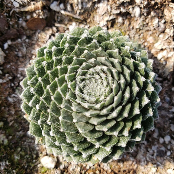 Sempervivum arachnoideum ‘Forest Frost’ – Cobweb Hens & Chicks