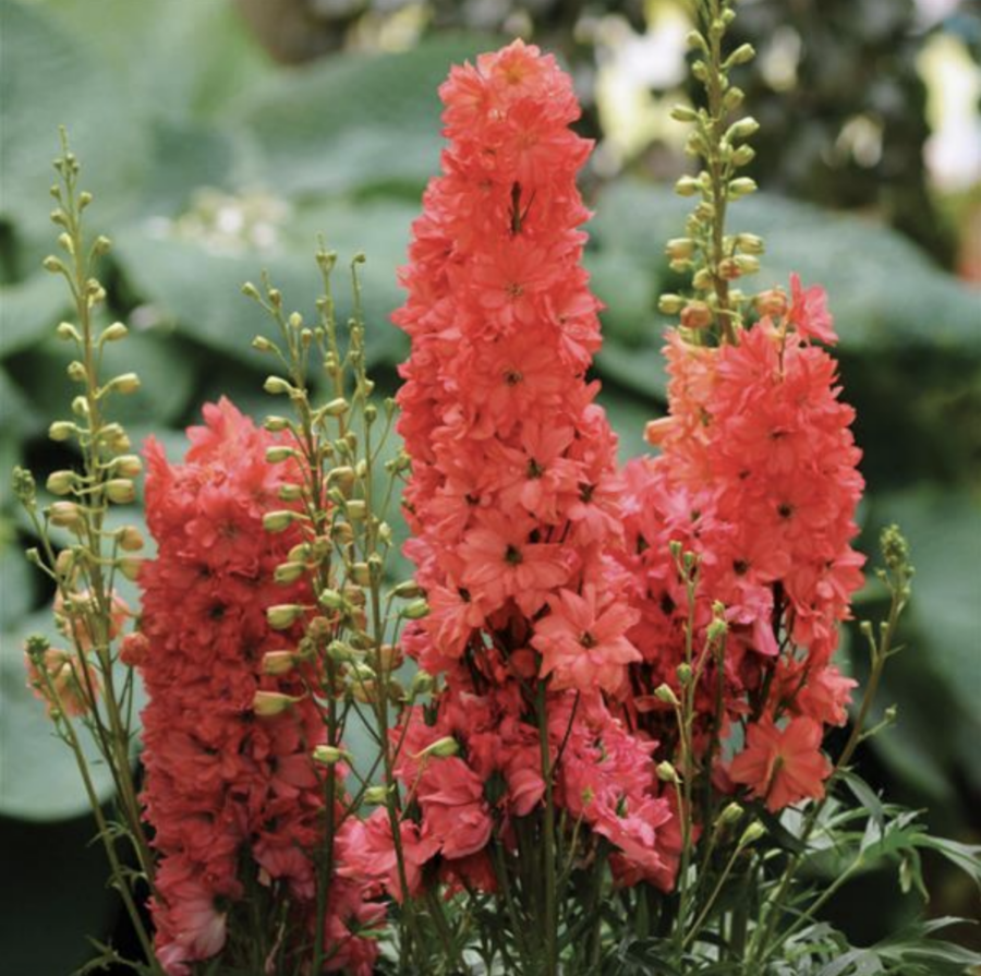 Red Lark Delphinium Plant - 1 gallon pot