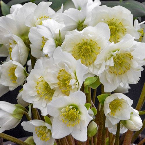 Christmas Rose Snowbells Lenton Rose - Helleborus Plant - 1 gallon pot