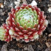 Sempervivum 'Mona Lisa' Hens Chicks, 4" Pot Live Plant