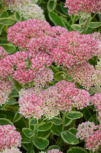 Sedum 'Autumn Charm' Variegated Sedum, 1 Gallon Pot Live Plant