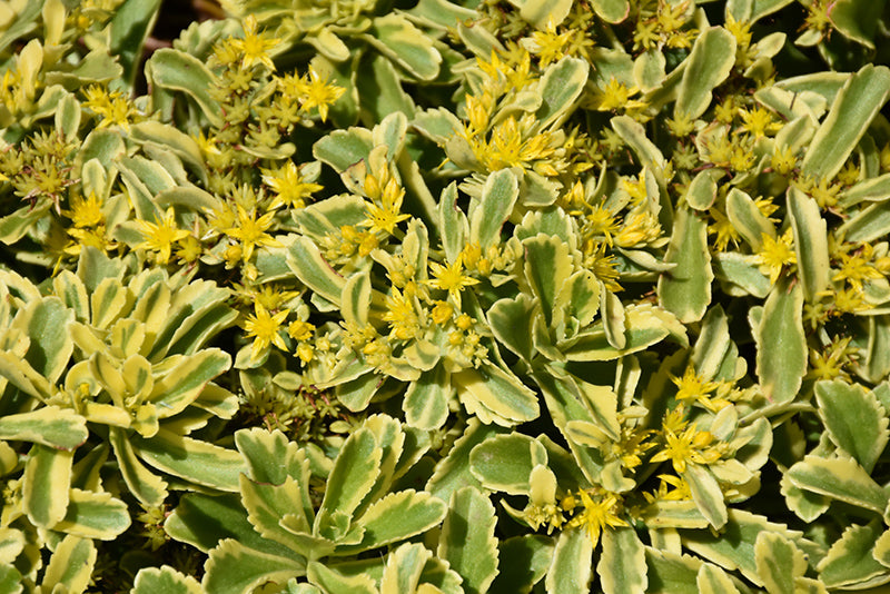 Sedum 'Cutting Edge' Stonecrop, 4" Pot Live Plant