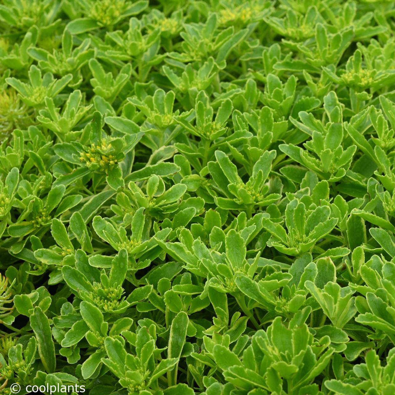 Sedum 'Cutting Edge' Stonecrop, 4" Pot Live Plant