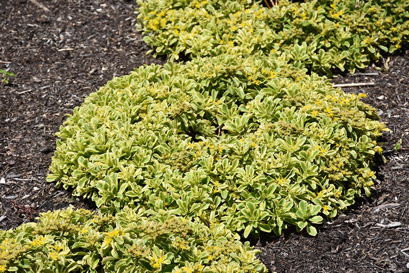 Sedum 'Cutting Edge' Stonecrop, 4" Pot Live Plant