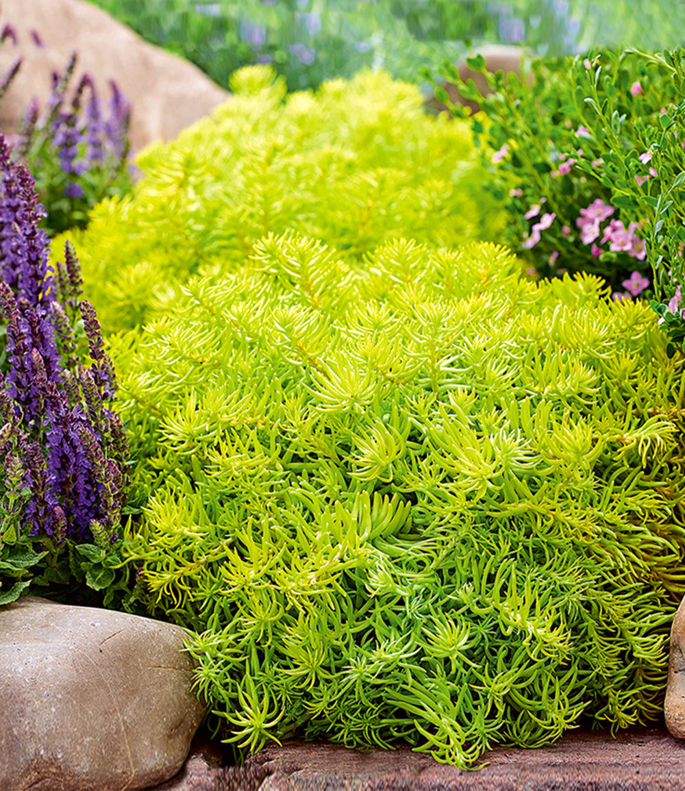 Sedum Sunsparkler 'Angelina's Teacup' Stonecrop, 4" Pot Live Plant