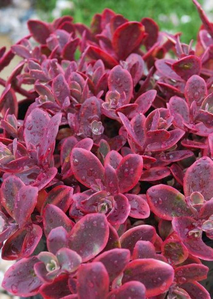 Sedum SunSparkler 'Wildfire' Stonecrop, 4" Pot Live Plant