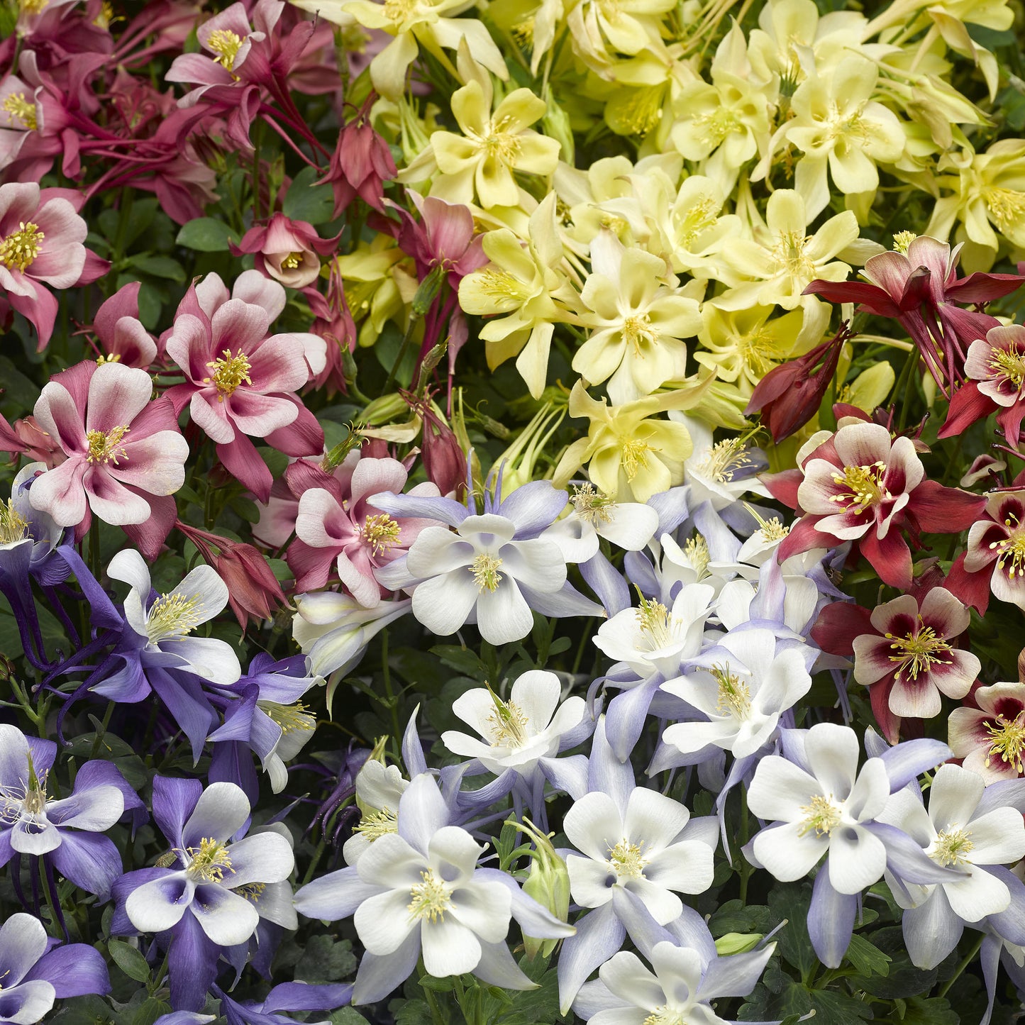 Winky Double Mix Columbine - Bicolor Aquilegia Plants - 1 gallon pot