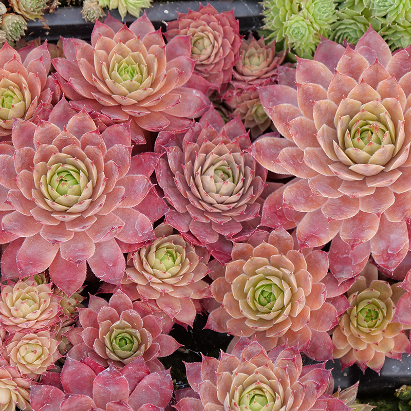 Sempervivum 'Peggy' Hens & Chicks, 4" Pot Live Plant