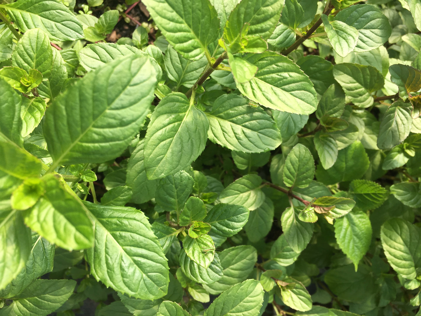 Orange Mint Herb Plant - 4 inch pot