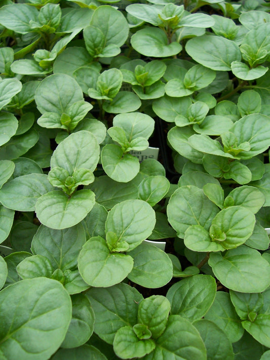 Orange Mint Herb Plant - 4 inch pot
