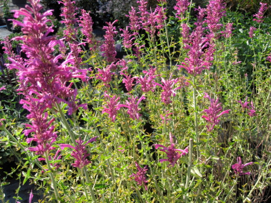 Agastache 'Double Bubble Mint' Hummingbird Mint, 1 Quart Perennial Live Plant